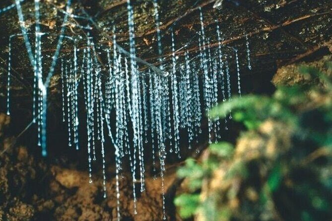 *Popular Tour* - Bay of Islands: Nature Adventure - 4hrs - Who Would Enjoy This Tour?