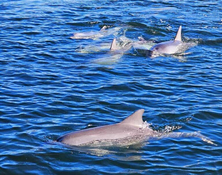 Port Adelaide: Dolphin and Maritime Cruise - A Deep Dive into the Experience