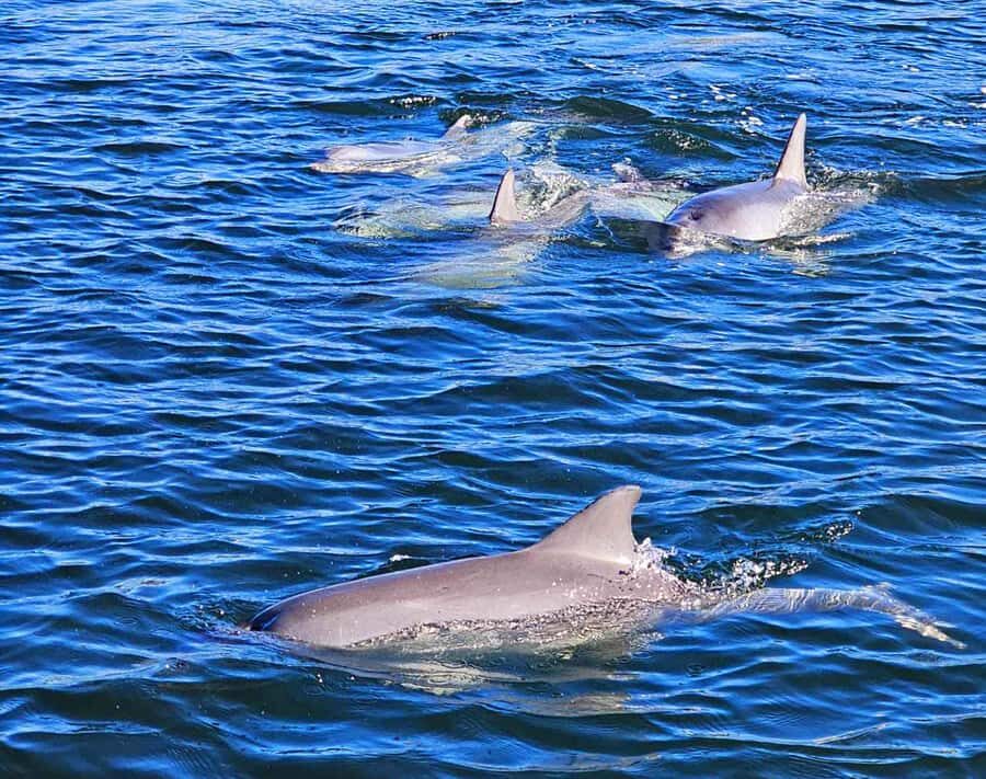 Port Adelaide: Dolphin and Maritime Cruise - A Deep Dive into the Experience
