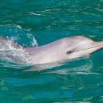 Port Stephens: Dolphin Watch Cruise with Swimming and Slides - What to Expect from the Cruise Experience