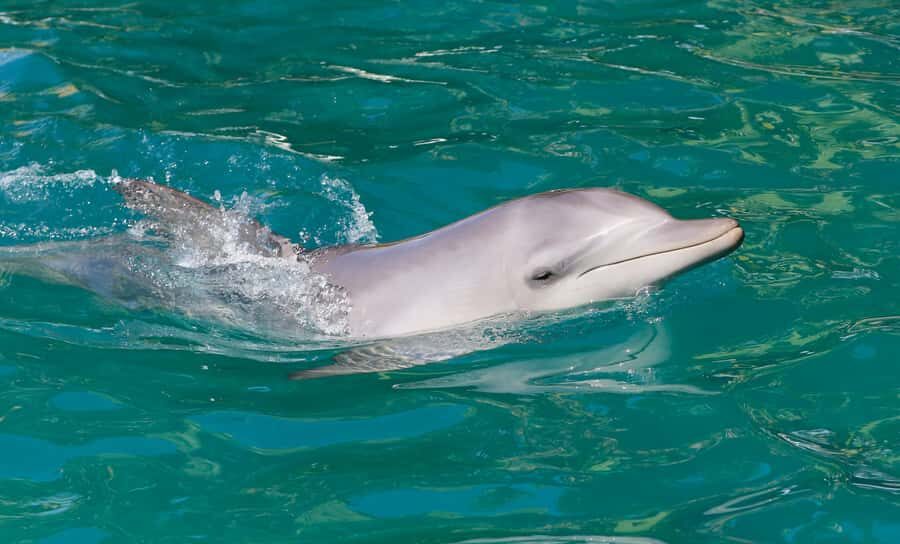Port Stephens: Dolphin Watch Cruise with Swimming and Slides - What to Expect from the Cruise Experience