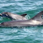 Port Stephens: Dolphin Watch Eco Adventure - Considerations & Tips
