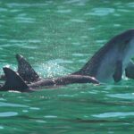 Port Stephens: Dolphin Watch & Eco Adventure - Starting Point and Logistics