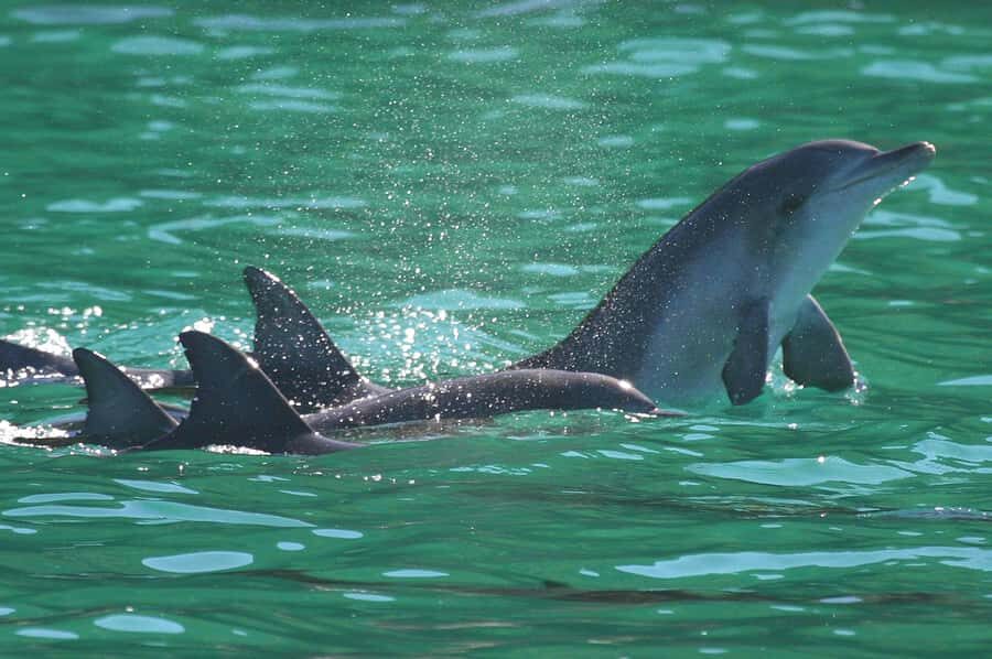 Port Stephens: Dolphin Watch & Eco Adventure - Starting Point and Logistics
