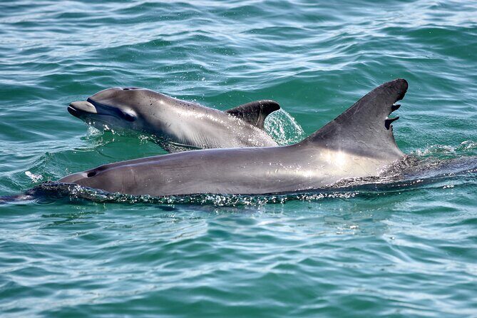 Port Stephens: Dolphin Watch Eco Adventure - Considerations & Tips
