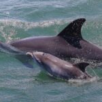 Port Stephens: Splash 'n' Slide Dolphin Cruise - Why You Should Consider This Experience