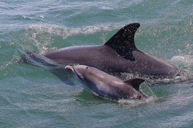 Port Stephens: Splash 'n' Slide Dolphin Cruise - Why You Should Consider This Experience