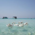 Premium Coral Island Pattaya by Speed boat - What’s Included and What’s Not