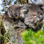 Premium Great Ocean Road Small Group Tour, 12 Apostles - Exploring the Itinerary: What’s Included and Why It Matters