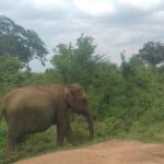 Private 2 Day Tour Udawalawe & Ella From Kandy - What to Expect from the Experience