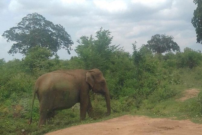 Private 2 Day Tour Udawalawe & Ella From Kandy - What to Expect from the Experience