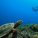 Private 3 Gili Islands Snorkeling Tour from Kuta Lombok - Who Should Consider This Tour?