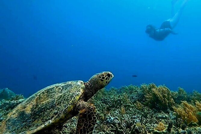 Private 3 Gili Islands Snorkeling Tour from Kuta Lombok - Who Should Consider This Tour?