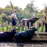 Private 4 IG Café Tour in Nakhon Pathom from Bangkok - What Makes This Tour Special?