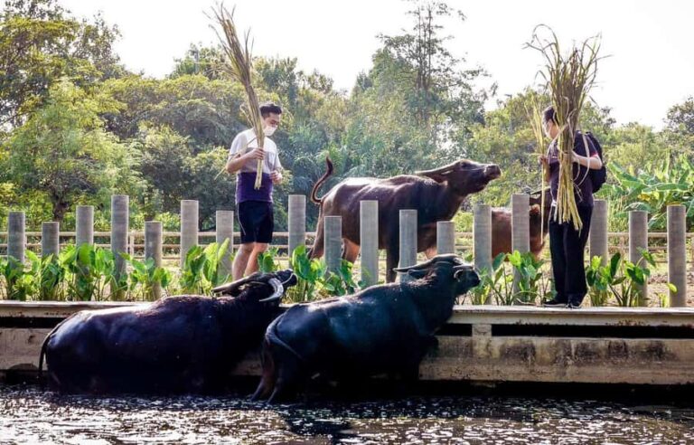 Private 4 IG Café Tour in Nakhon Pathom from Bangkok - What Makes This Tour Special?