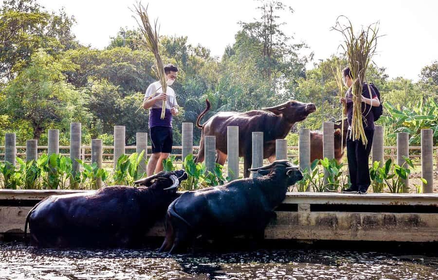 Private 4 IG Café Tour in Nakhon Pathom from Bangkok - What Makes This Tour Special?