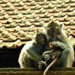 Private Afternoon Tour Sea Temple and Sunset on Canggu Beach - Who Should Consider This Tour?