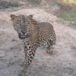 Private All-Inclusive Yala National Park Safari Bentota or Galle - Who is This Tour Perfect For?