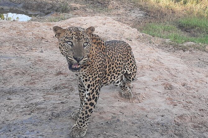 Private All-Inclusive Yala National Park Safari Bentota or Galle - Who is This Tour Perfect For?