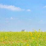 [Private] Anseong Farmland Flower Festival & Golden Buddha Temple - Discovering Wawoojeongsa Temple’s Spiritual Charm