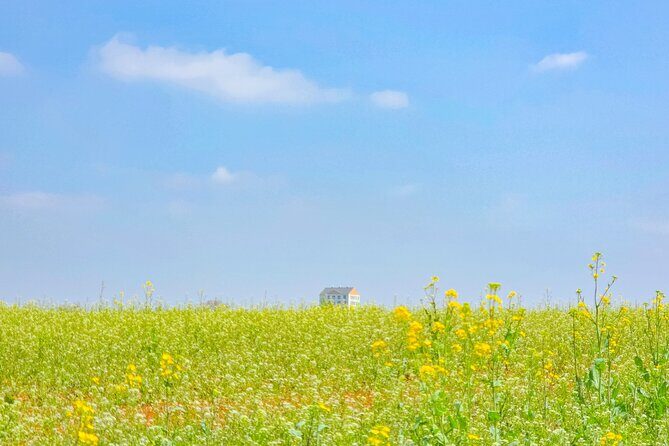 [Private] Anseong Farmland Flower Festival & Golden Buddha Temple - Discovering Wawoojeongsa Temple’s Spiritual Charm