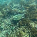 Private Bali Snorkling at blue lagoon - Authentic Insights from Travelers