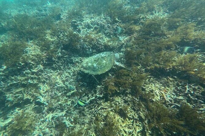 Private Bali Snorkling at blue lagoon - Authentic Insights from Travelers