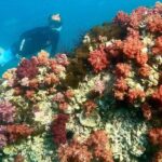 Private boat snorkeling trip half day - Exploring the Itinerary: What Makes Each Stop Special