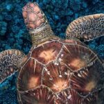 Private Boat Tours on Moorea Lagoon - The Value of a Private, Tailored Lagoon Experience