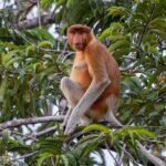 Private Borneo River Cruise and orangutan watching 4D3N - Exploring the Itinerary in Detail