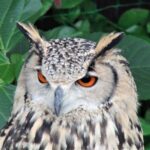 Private Car Tour from Shimizu Port to Visit Kakegawa Tea Culture - FAQs About the Shimizu Port to Kakegawa Tea Culture Tour