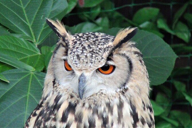 Private Car Tour from Shimizu Port to Visit Kakegawa Tea Culture - FAQs About the Shimizu Port to Kakegawa Tea Culture Tour