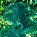 Private Catamaran Charter to Low Isles with Snorkelling and Lunch - What Sets This Tour Apart?