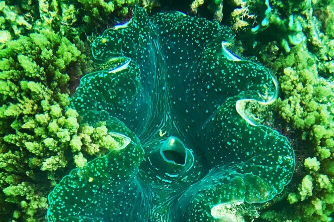 Private Catamaran Charter to Low Isles with Snorkelling and Lunch - What Sets This Tour Apart?