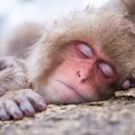 Private Charter Service to Visit Snow Monkey Park - What to Expect at Snow Monkey Park