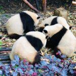 Private Chengdu City Highlight Day Tour - What’s Included and What to Consider