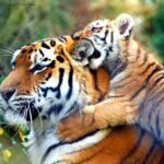 Private Corbett National Park & Nainital Tour from New Delhi - Deep Dive into the Experience