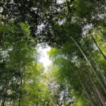 Private Customized Walking in Tour Kyoto - Who Would Enjoy This Tour?