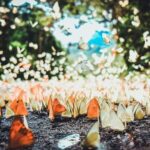 Private Day Tour: Cuc Phuong National Park from Hanoi - Exploring the Jungle: Hiking and Birdsong