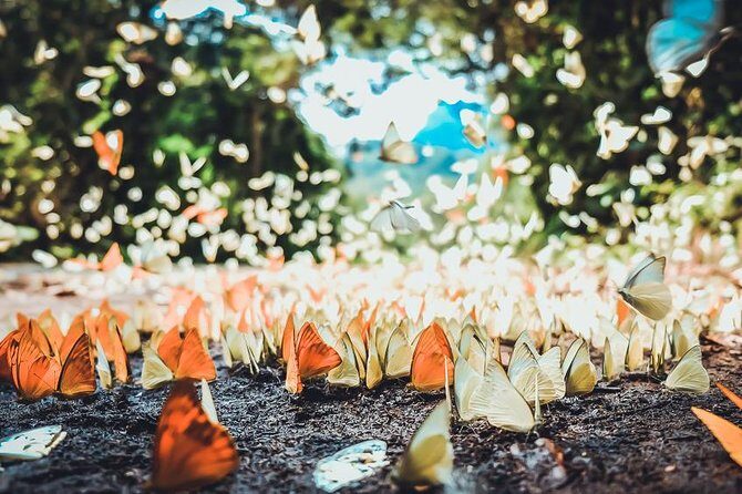 Private Day Tour: Cuc Phuong National Park from Hanoi - Exploring the Jungle: Hiking and Birdsong