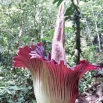 Private Day Tour from Medan: Corpse Flower Trek(Minimum 2 people) - Why This Tour Offers Great Value