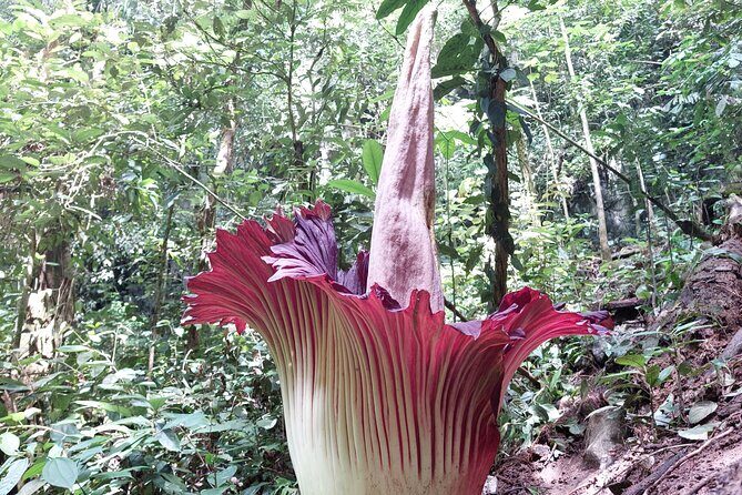 Private Day Tour from Medan: Corpse Flower Trek(Minimum 2 people) - Why This Tour Offers Great Value