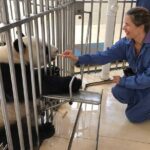 Private Day Tour: Panda Keeper Program From Chengdu - Lunch and Leisure: Midday Break