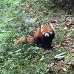 Private Day Tour to Chengdu Panda Base by Round-way Bullet Train from Xian - Who Is This Tour Best For?