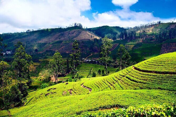 Private Day Tour to Nuwara Eliya Pickup from Kandy - Practical Insights for Travelers
