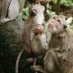 Private Day Trip Bali Rafting, Monkey Forest and Waterfall - Practical Details That Make or Break Your Day