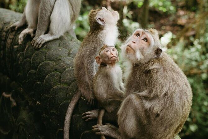 Private Day Trip Bali Rafting, Monkey Forest and Waterfall - Practical Details That Make or Break Your Day