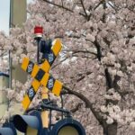 Private Day Trip From Busan to Nearby Cherry Blossom Hotspots - Practical Tips for Your Cherry Blossom Day Trip