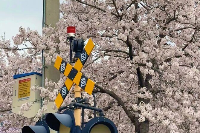Private Day Trip From Busan to Nearby Cherry Blossom Hotspots - Practical Tips for Your Cherry Blossom Day Trip
