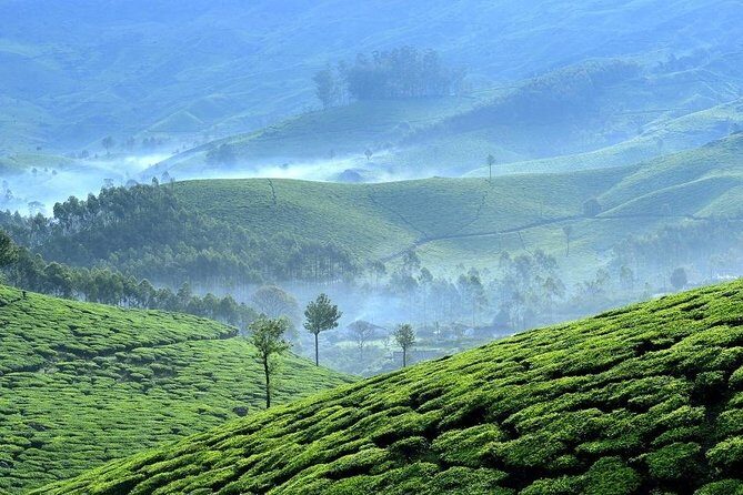 Private Day Trip to Munnar from Kochi (Cochin) - Unpacking the Itinerary: What to Expect at Each Stop
